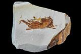 Fossil Pea Crab (Pinnixa) From California - Miocene #85293-1